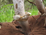 Agaricus albolutescens image