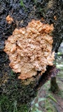 Phlebia radiata image