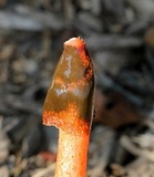 Phallus rubicundus image