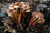Marasmius lachnophyllus image