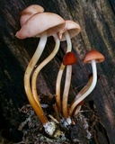 Marasmius lachnophyllus image