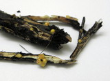 Sphaerobolus stellatus image