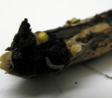 Sphaerobolus stellatus image