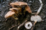 Polyporus radicatus image