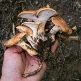 Polyporus radicatus image