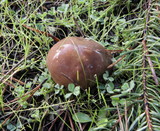 Suillus brevipes image