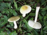 Amanita minutula image