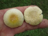 Amanita minutula image