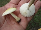 Amanita minutula image