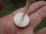 Amanita minutula image