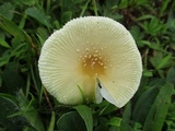 Amanita minutula image