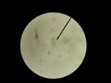 Amanita minutula image