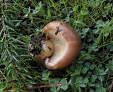 Suillus brevipes image