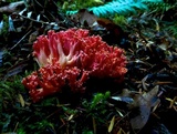 Ramaria cyaneigranosa image