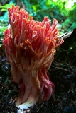 Ramaria cyaneigranosa image
