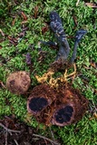 Tolypocladium ophioglossoides image