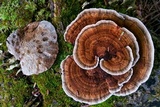 Daedaleopsis confragosa image