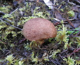Suillus lakei image