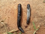 Xylaria grammica image