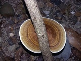 Hexagonia tenuis image