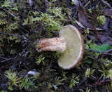 Suillus lakei image