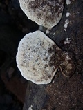 Earliella scabrosa image