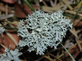 Ramalina dilacerata image
