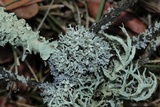 Ramalina dilacerata image