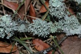 Ramalina dilacerata image