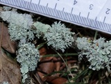 Ramalina dilacerata image