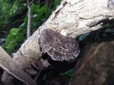 Hexagonia hydnoides image