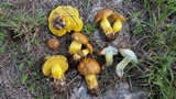 Boletus luridellus image