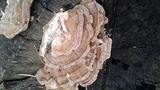 Trametes hirsuta image
