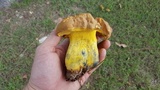 Boletus luridellus image