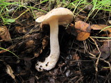 Hygrophorus roseobrunneus image