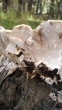 Trametes hirsuta image