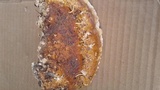 Fomitopsis schrenkii image