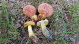Pulchroboletus rubricitrinus image