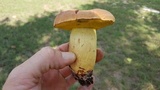 Pulchroboletus rubricitrinus image