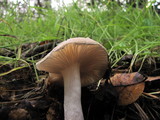 Hygrophorus roseobrunneus image