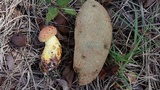 Pulchroboletus rubricitrinus image