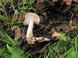 Hygrophorus roseobrunneus image