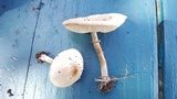 Chlorophyllum hortense image