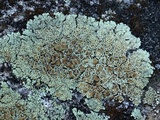 Lecanora muralis image
