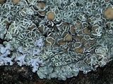 Lecanora muralis image
