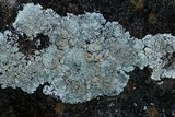 Lecanora muralis image