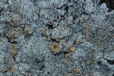 Lecanora muralis image