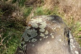 Lecanora muralis image