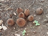 Chorioactis geaster image
