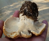 Hydnum mulsicolor image